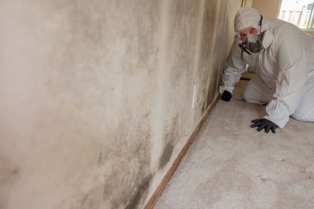Best Basement Mold Removal  in Boerne, TX